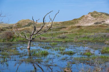 Hollanda 'da Egmond aan Zee yakınlarında, kumul bir doğa koruma alanında, suda bir ağaç duruyor.