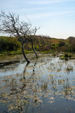 Hollanda 'da Egmond aan Zee yakınlarında, kumul bir doğa rezervinde ağaçlar suda duruyor.
