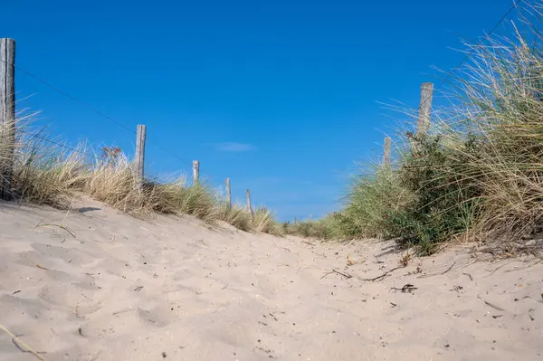 Hollanda 'daki Kuzey Denizi kıyısında çitleri ve plaj çimleriyle kaplı kumlu bir arazide bir patika.