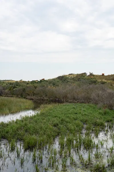Hollanda, Avrupa 'da Egmond aan Zee yakınlarındaki kumul doğa rezervinde küçük bir göl