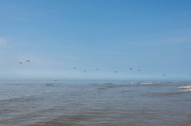 Mavi gökyüzüyle denizin üzerinde uçan martılar.