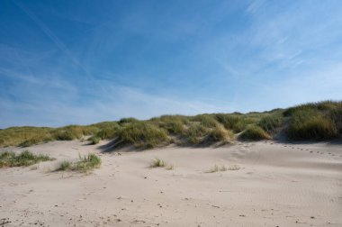 Hollanda 'nın Kuzey Denizi kıyısındaki kumsal çimleriyle kaplı kumul manzaraları