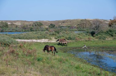 Konik vahşi atları ve Exmoor midillileri, Hollanda 'da Egmond aan Zee yakınlarındaki çalıların çoğalmasını engellemek için, doğal olarak kumulların idaresi için, bir doğa koruma alanında bir kumul arazisinde yaşarlar.