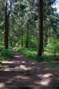 Yeşil bir ormanda bir patika.