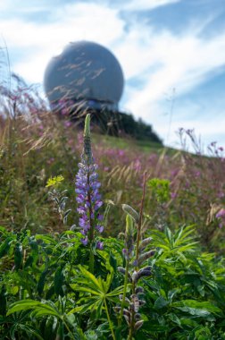Yeşil bir çayırdaki Lupine çiçeği, Wasserkuppe 'deki radar kubbesi arka planda, yüksek Rhoen, Almanya' da