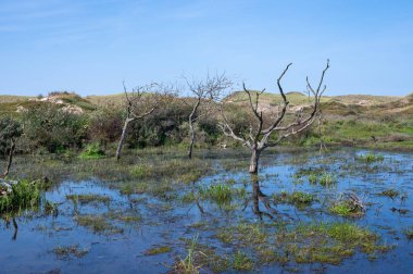 Hollanda 'da Egmond aan Zee yakınlarında, kumul bir doğa rezervinde ağaçlar suda duruyor.