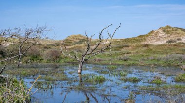Hollanda 'da Egmond aan Zee yakınlarında, kumul bir doğa koruma alanında, suda bir ağaç duruyor.