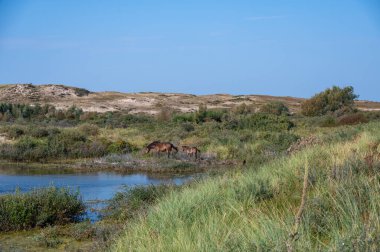 Konik vahşi atları ve Exmoor midillileri, Hollanda 'da Egmond aan Zee yakınlarındaki çalıların çoğalmasını engellemek için, doğal olarak kumulların idaresi için, bir doğa koruma alanında bir kumul arazisinde yaşarlar.
