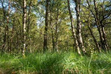 Ağaçlı bir orman ve güneş ışığında yeşil çimenler.