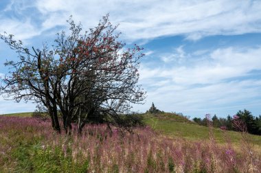 Wasserkuppe 'deki Epilobium angustifolium (Epilobium angustifolium) arka planda havacının anma töreniyle birlikte çayır ve pembe willowhere ile manzara, Hesse, Almanya