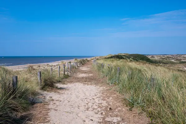 Hollanda 'daki Kuzey Denizi kıyısında çitleri ve plaj çimleriyle kaplı kumlu bir arazide bir patika.