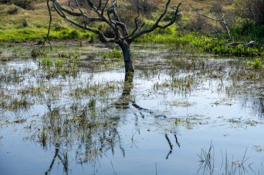 Hollanda 'da Egmond aan Zee yakınlarında, kumul bir doğa koruma alanında, suda bir ağaç duruyor.