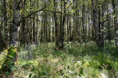 Ağaçlı bir orman ve güneş ışığında yeşil çimenler.