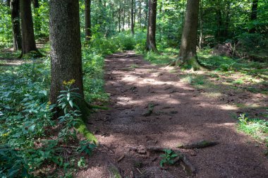 Yeşil bir ormanda bir patika.