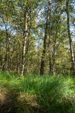 Uzun yeşil çimenleri olan bir huş ağacı ormanı.