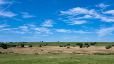 Yeşil çayır manzarası ve yüksek Rhoen, Almanya 'da bazı ağaçlar