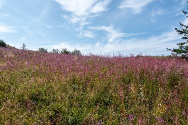 Yeşil bir çayırda çiçek açan willowhere (Epilobium angustifolium)