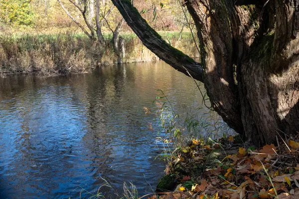 Ağacın olduğu bir nehir kıyısında