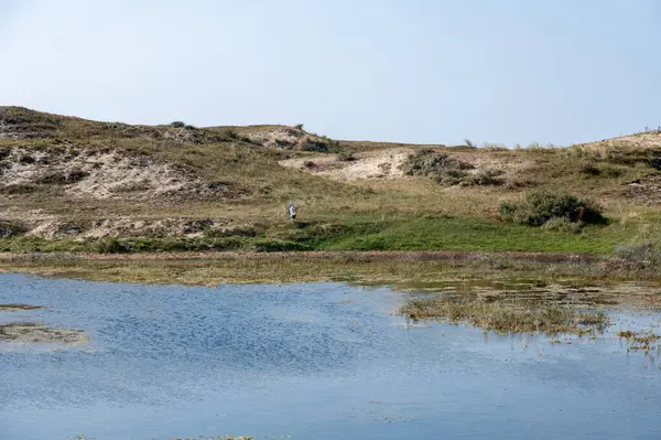 Hollanda, Avrupa 'da Egmond aan Zee yakınlarında küçük bir göl, balıkçıllı.