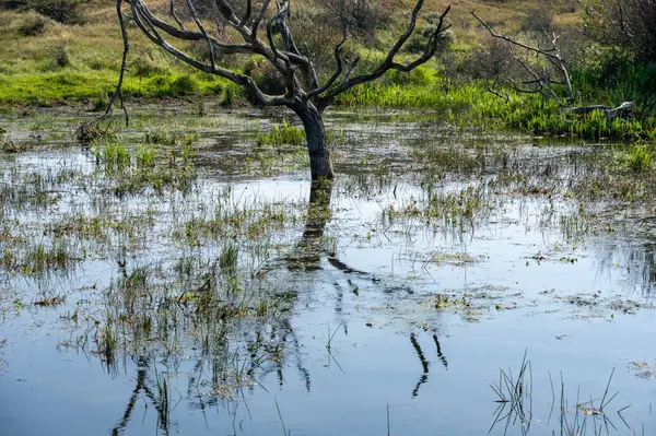 Hollanda 'da Egmond aan Zee yakınlarında, kumul bir doğa koruma alanında, suda bir ağaç duruyor.