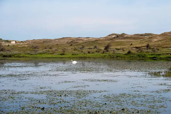 Hollanda 'da Egmond aan Zee yakınlarındaki bir doğa koruma alanında, bir kuğu (Cygnus) suda yüzer.