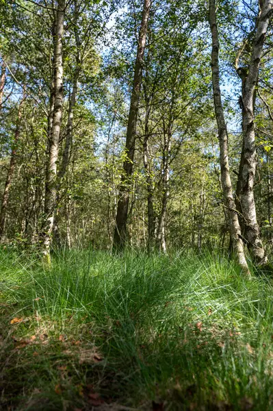 Ağaçlı bir orman ve güneş ışığında yeşil çimenler.