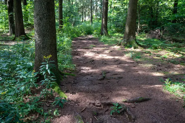Yeşil bir ormanda bir patika.