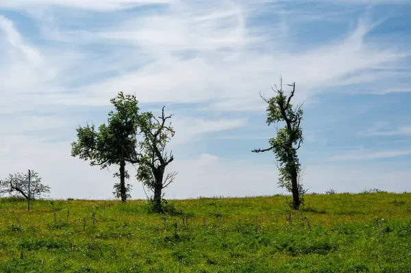 Yüksek Rhoen, Bavyera, Almanya 'da ağaçlar ve yeşil çayırlar, mavi gökyüzü