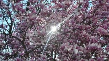 Magnolia güneş ışığıyla ağaçta çiçek açar.