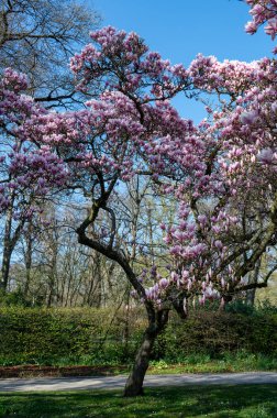 Parkta pembe bir manolya ağacı