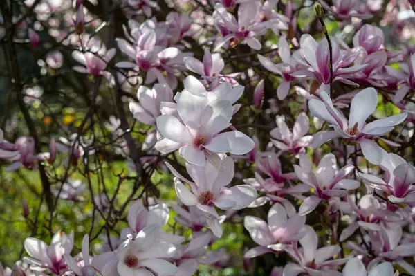 Birçok pembe manolya bir ağacın dallarında çiçek açar.