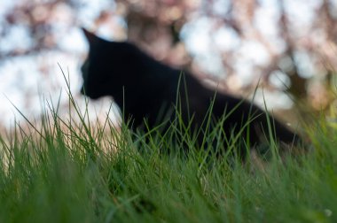 Ön planda yeşil çimenler, arka planda odaktan çıkmış siyah bir kedi.