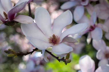Bir ağacın dallarında manolya çiçeklerinin yakın çekimi