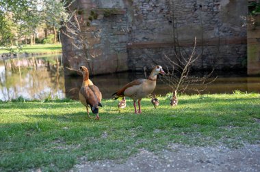 Mısırlı kaz (Alopochen aegyptiaca), Almanya 'nın Bavyera, Aschaffenburg kentindeki Schoental Valley' in arka planında eski bir harabe bulunan yeşil bir çayırda yaşayan yavrularla birlikte..