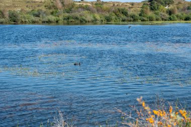 Hollanda, Avrupa 'da Egmond aan Zee yakınlarındaki kumul doğa rezervinde küçük bir göl. Kuşlarla