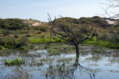 Hollanda 'da Egmond aan Zee yakınlarında, kumul bir doğa koruma alanında, suda bir ağaç duruyor.