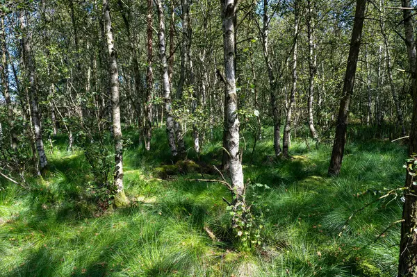 Ağaçlı bir orman ve güneş ışığında yeşil çimenler.