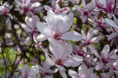 Bir ağacın dallarında manolya çiçeklerinin yakın çekimi