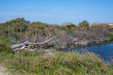 Hollanda, Avrupa 'da Egmond aan Zee yakınlarındaki kumul doğa rezervinde küçük bir göl