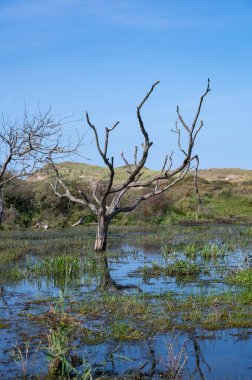 Hollanda 'da Egmond aan Zee yakınlarında, kumul bir doğa koruma alanında, suda bir ağaç duruyor.