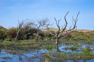 Hollanda 'da Egmond aan Zee yakınlarında, kumul bir doğa rezervinde ağaçlar suda duruyor.