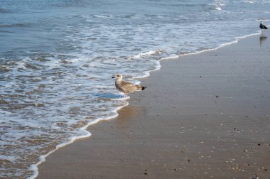 Denizde dalgaların önünde kumlu sahilde bir martı duruyor.