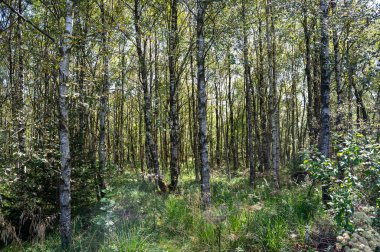 Ağaçlı bir orman ve güneş ışığında yeşil çimenler.