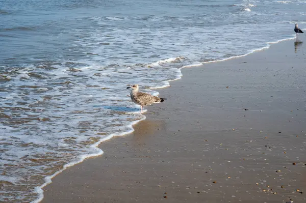 Denizde dalgaların önünde kumlu sahilde bir martı duruyor.