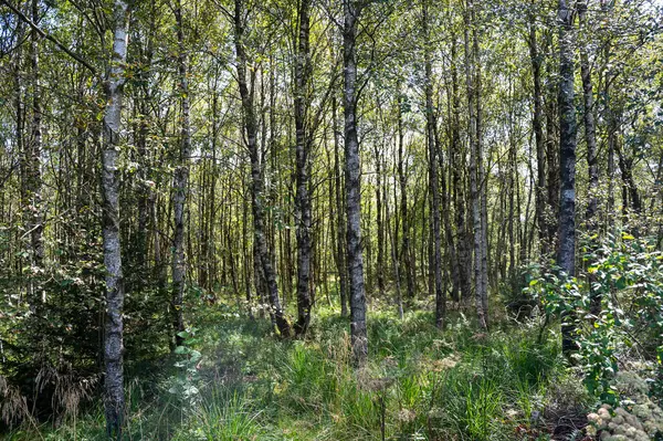 Ağaçlı bir orman ve güneş ışığında yeşil çimenler.