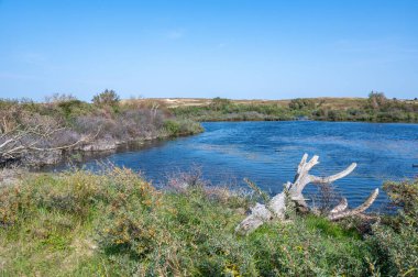 Hollanda, Avrupa 'da Egmond aan Zee yakınlarında, kıyısında eski bir dal bulunan, kum tepesi doğa koruma alanında küçük bir göl.