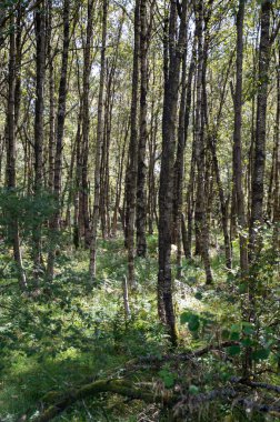 Ağaçlı bir orman ve güneş ışığında yeşil çimenler.