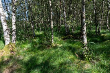 Ağaçlı bir orman ve güneş ışığında yeşil çimenler.