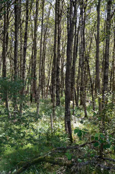 Ağaçlı bir orman ve güneş ışığında yeşil çimenler.