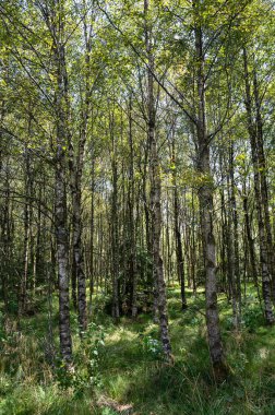 Ağaçlı bir orman ve güneş ışığında yeşil çimenler.